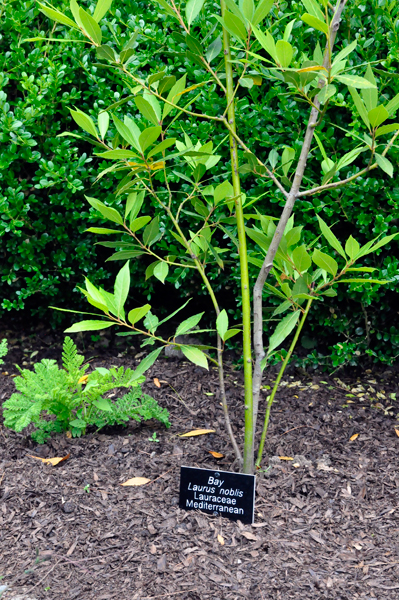 Bay Leaves